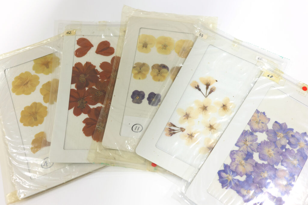 押し花